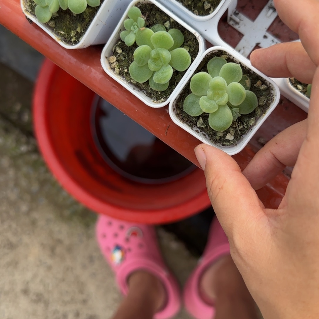 隐藏财富盆2号床一个满25包邮