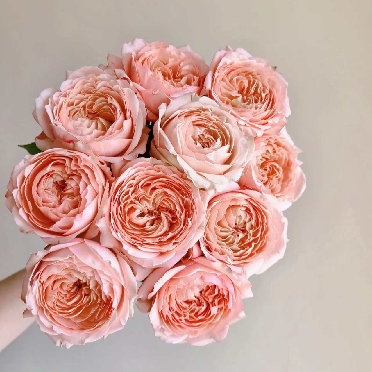 【朱丽叶塔多头玫瑰】鲜切花束高颜值水培鲜花小众花材云南基地直供