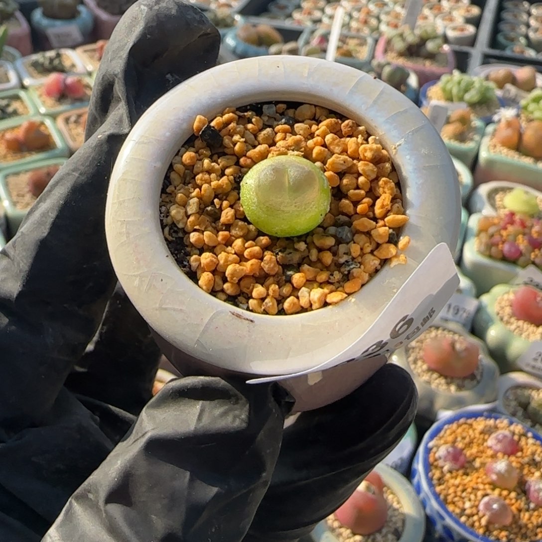 2236--一物一拍 带盆 