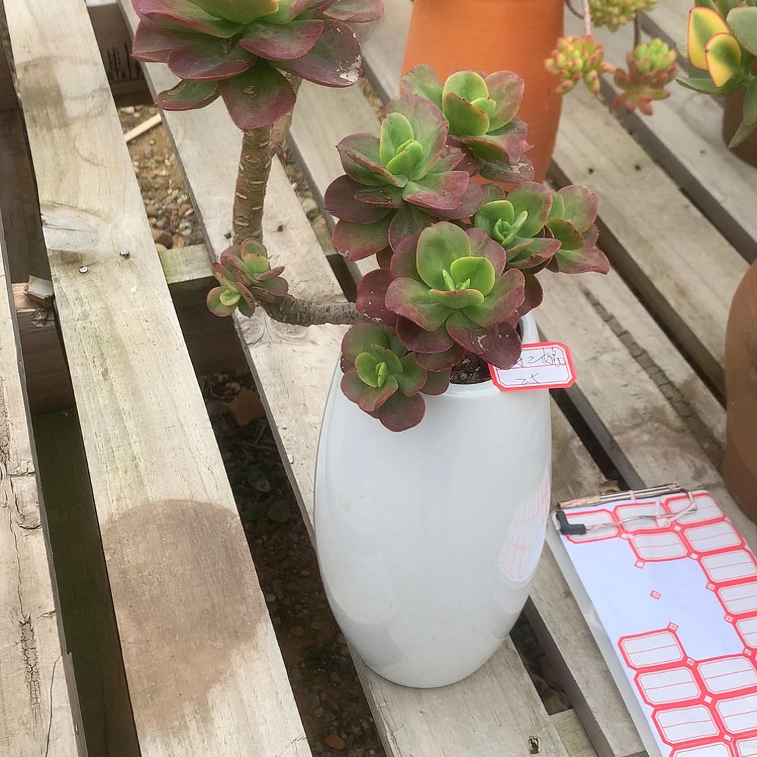 孙*娘红梅多肉植物脱土