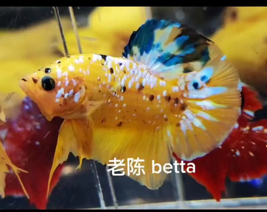 老陈Betta福利奖品 斗鱼观赏鱼
