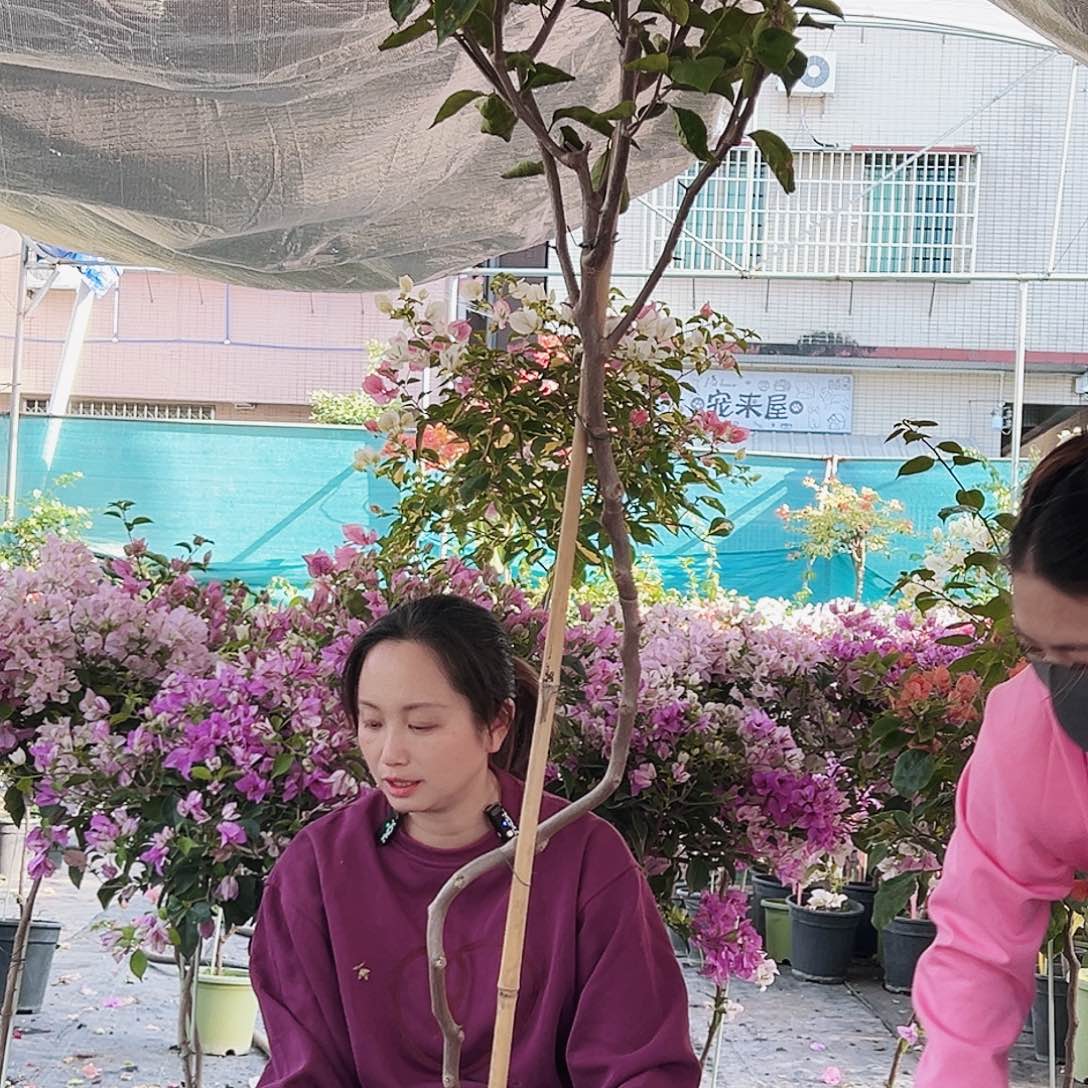 ****️大部分花苞少量开放C49金探戈