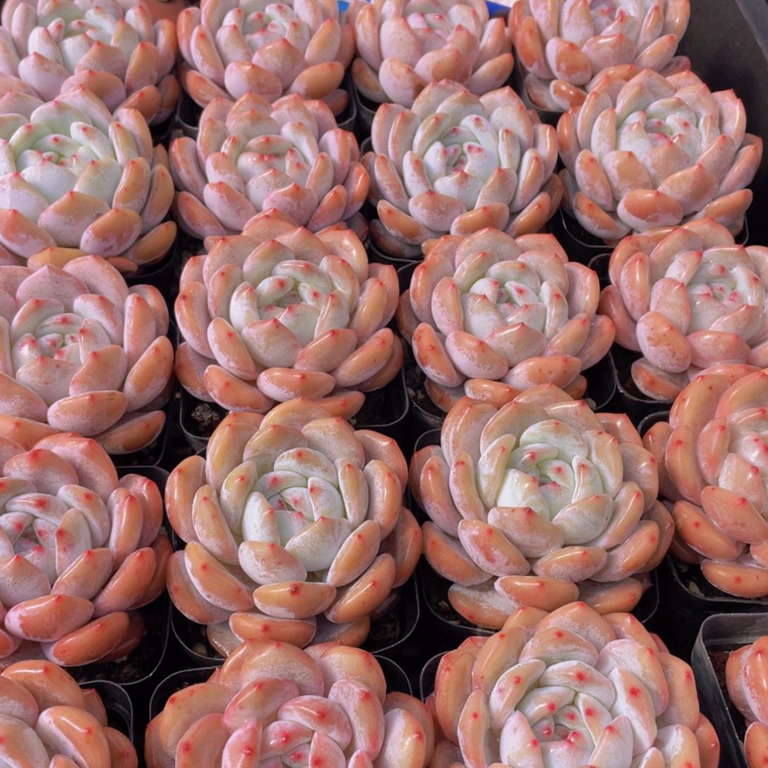 量拍140号 韩版橙梦露大单头一个