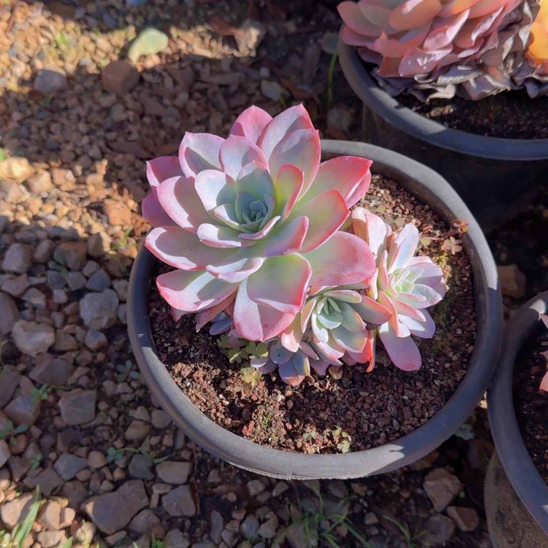 多肉植物多肉植物