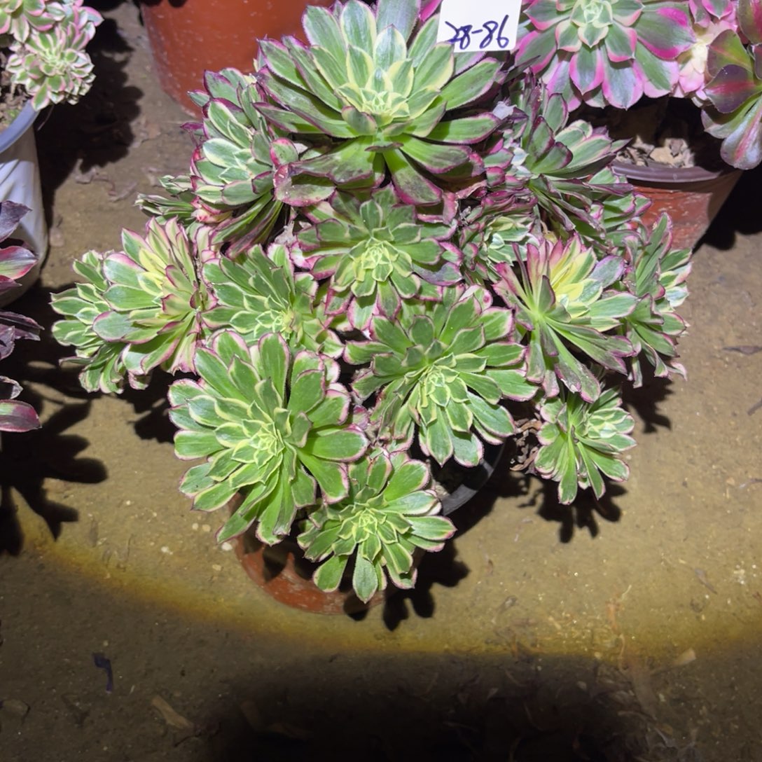 12-28-86天和法师锦