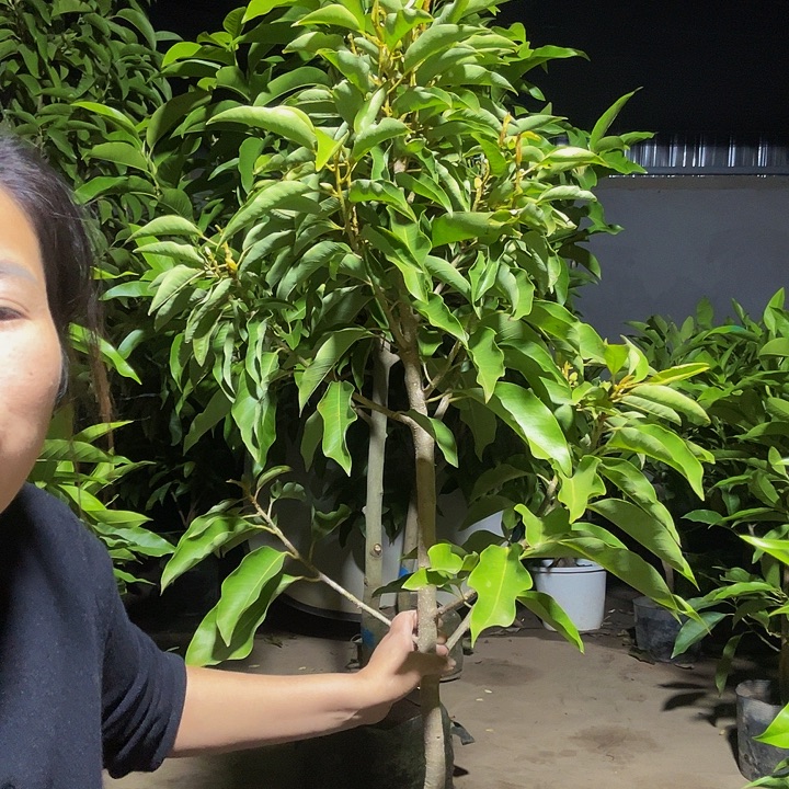 完全开放黄兰花¥95