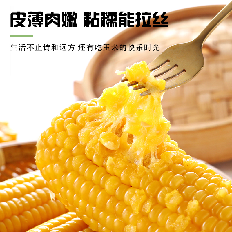 试吃3支东北黄糯玉米新鲜甜糯真空包装整箱8支