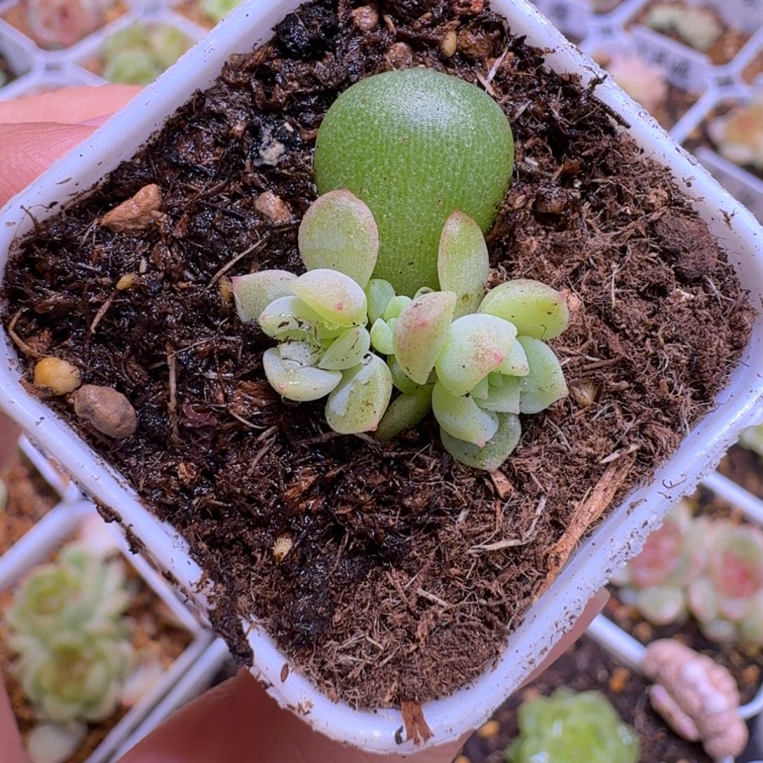 残***月财富璟多肉一物一拍