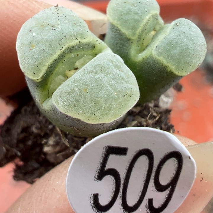 509号11111111111111111