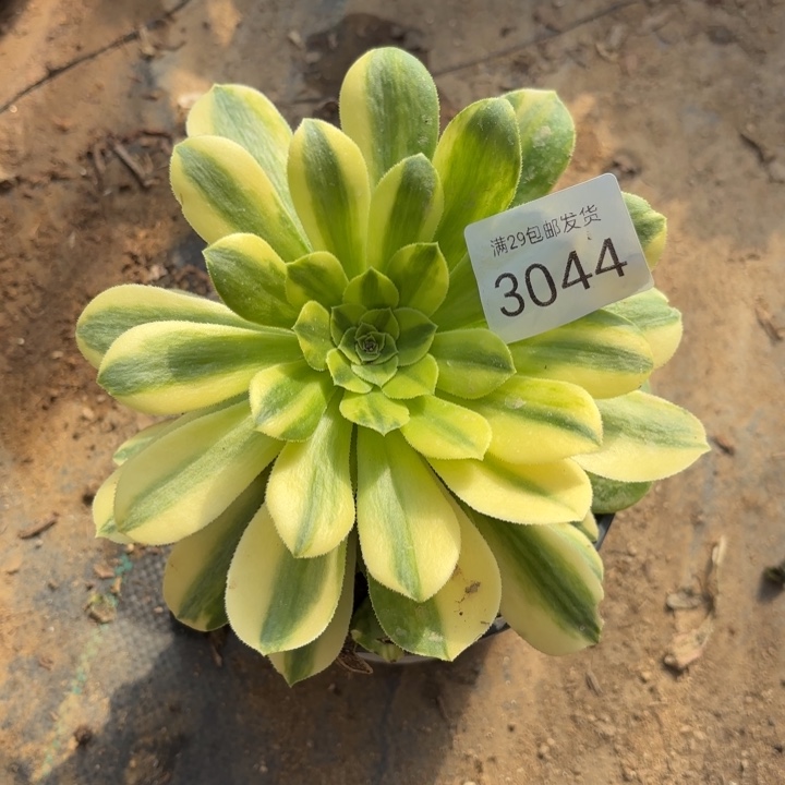 五彩琉璃多肉法师3044