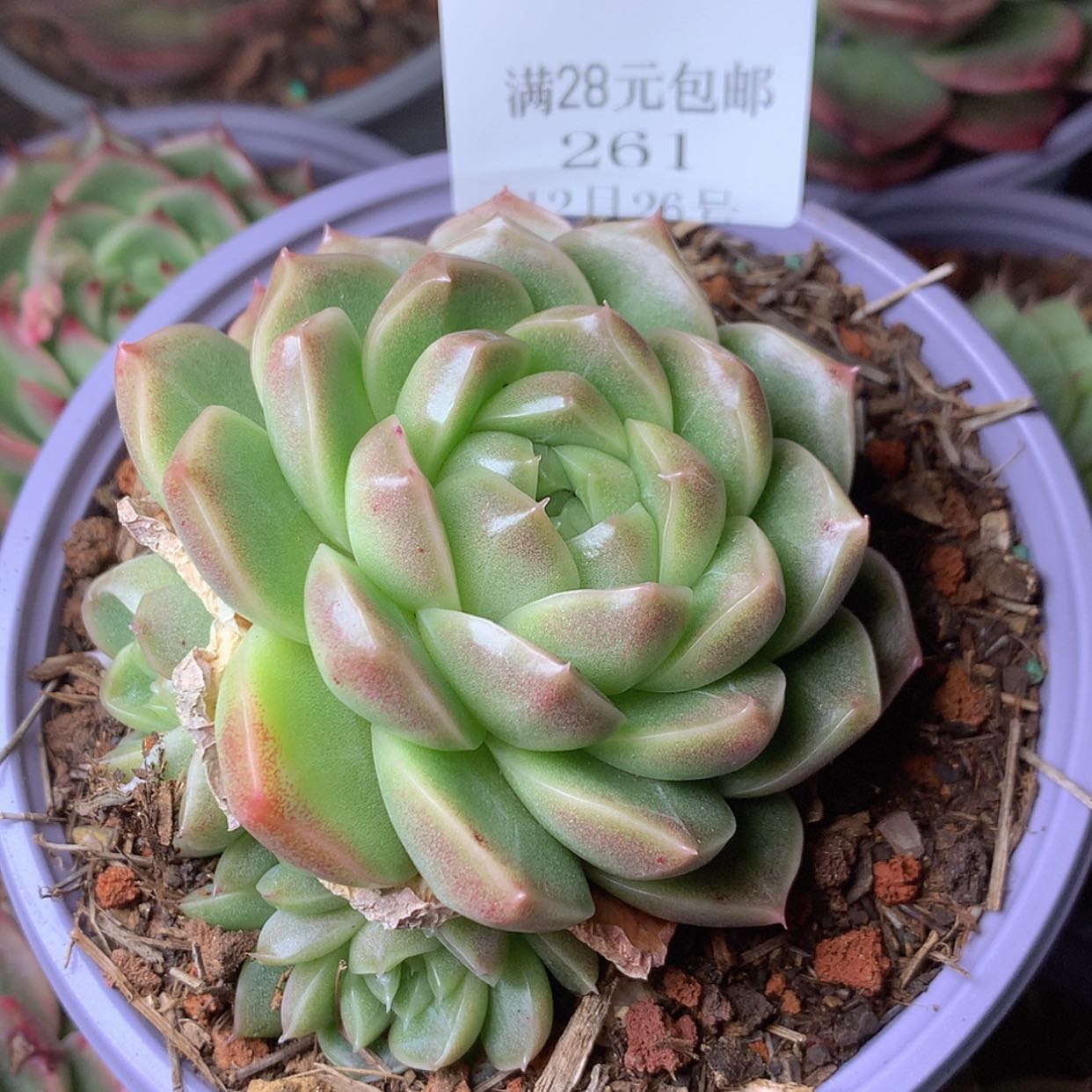 【闪购商品】云261号麦秆