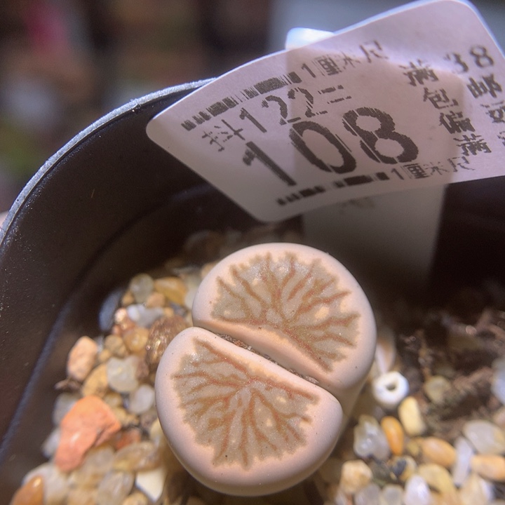 精品生石花122.108