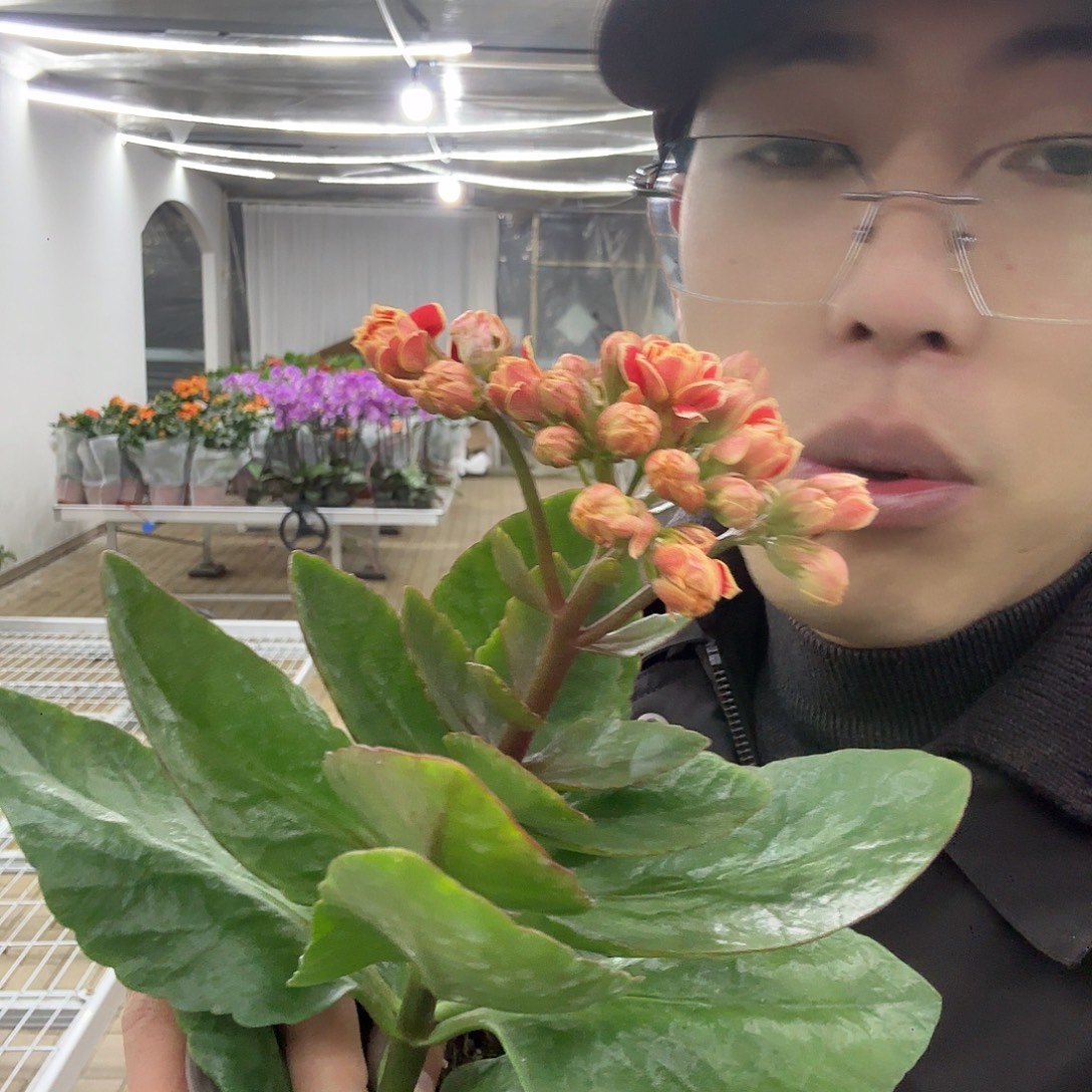 估***计全部花苞长寿花金丝带