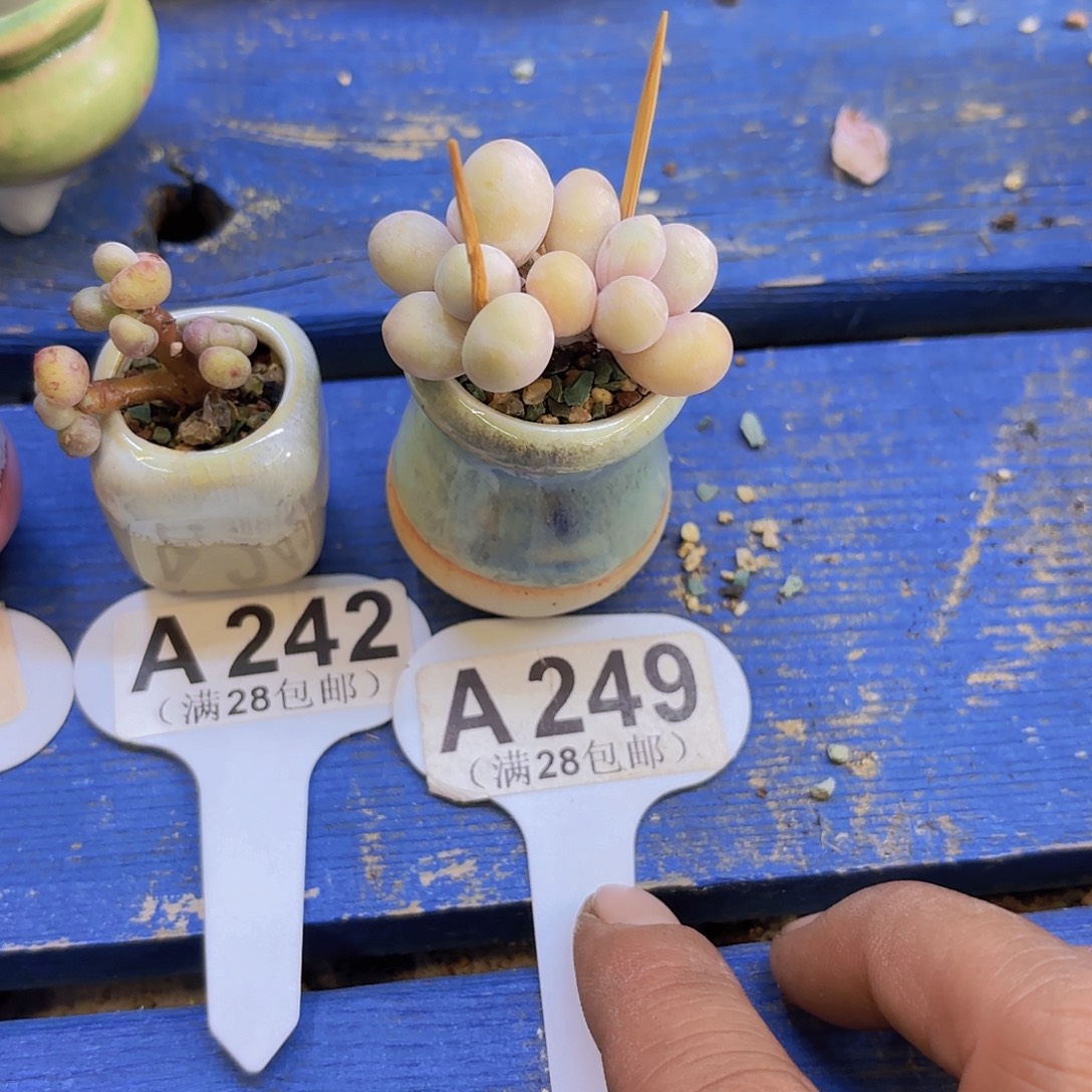 A249水光针一物一拍