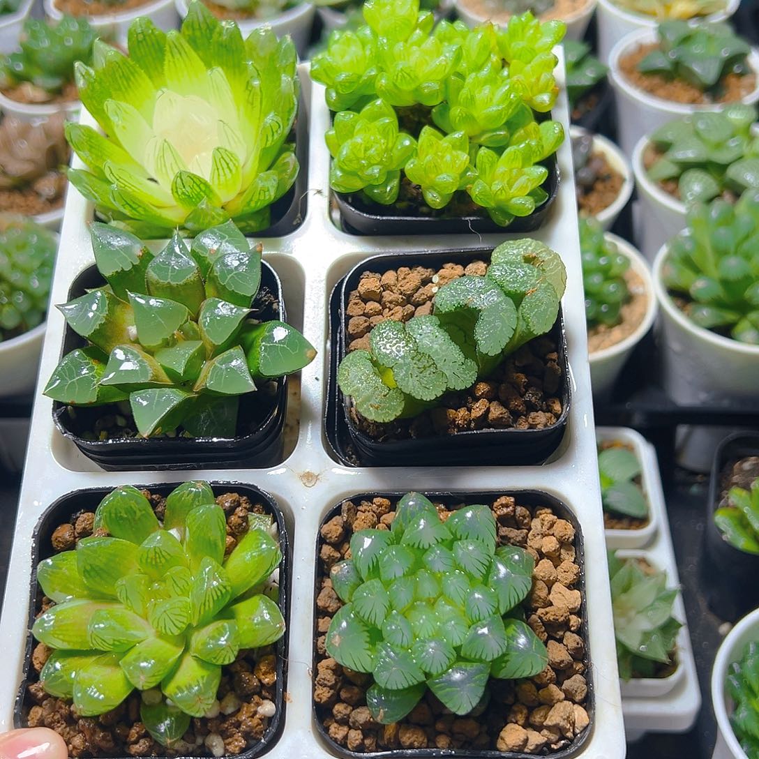 六盆玉露套餐多肉（不带托架）