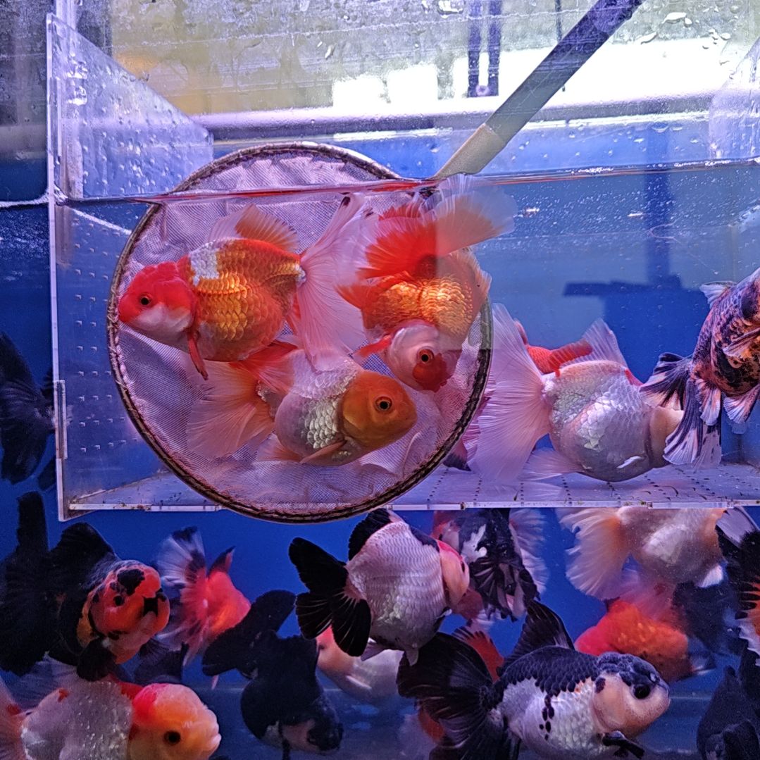 海水鱼5直播间看好下单不退不换到货录完整开箱视频有售后