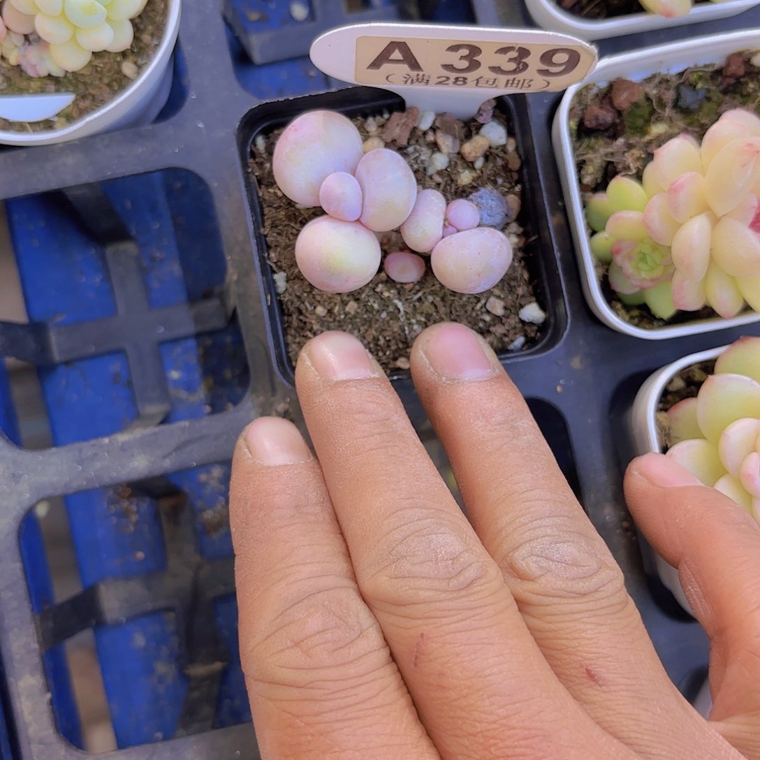 A339水光针一物一拍