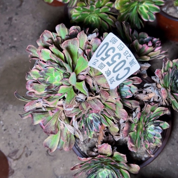 0550多肉植物法师法师法师