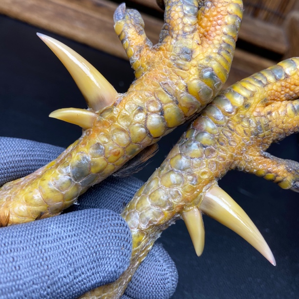 文玩鸡爪骨手把件（一对双蹬 处理好十天左右发货）