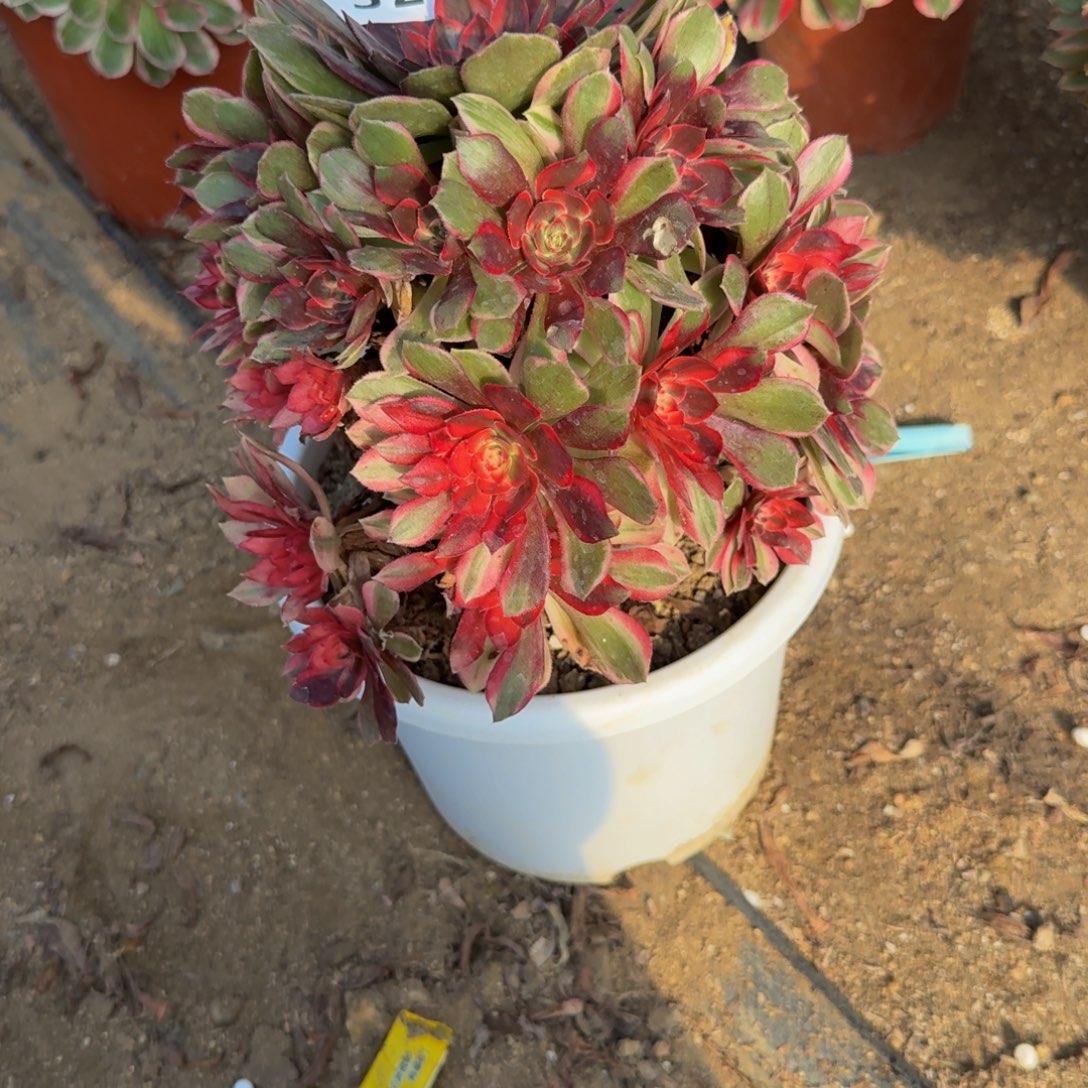321黑魔锦。多肉植物