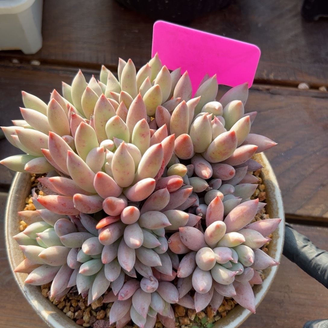 所罗门   111111111111