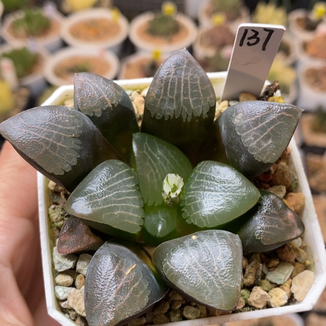 137号实生克多肉植物