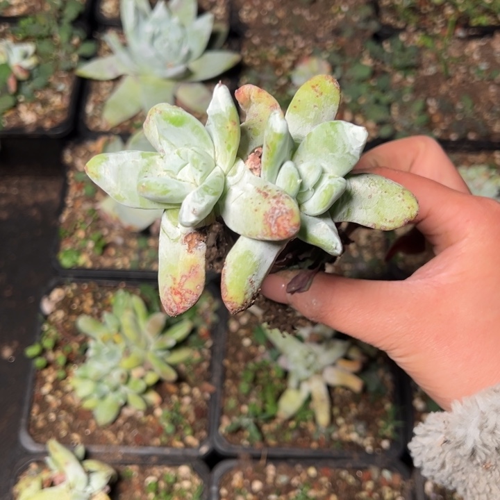 155哈哈哈哈哈哈哈哈哈