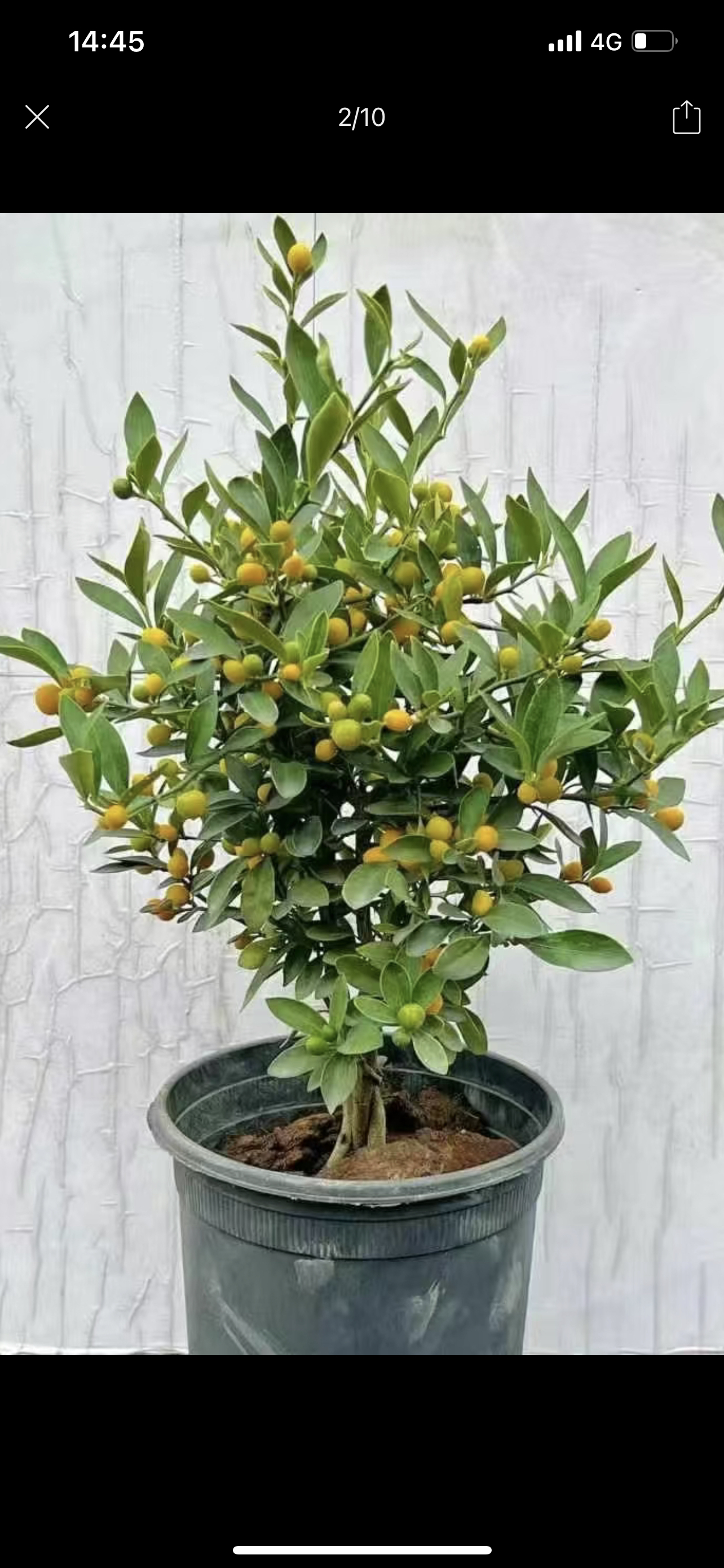 金桔树苗带盆带花带果可室内外种植观赏