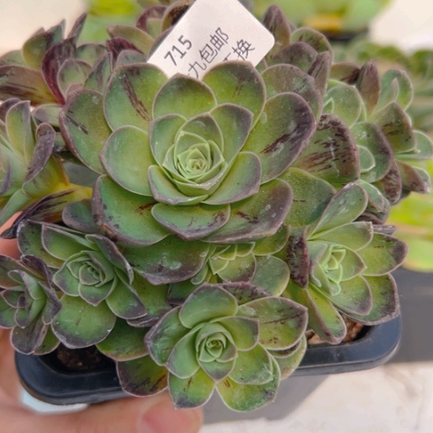 715 山地玫瑰基地