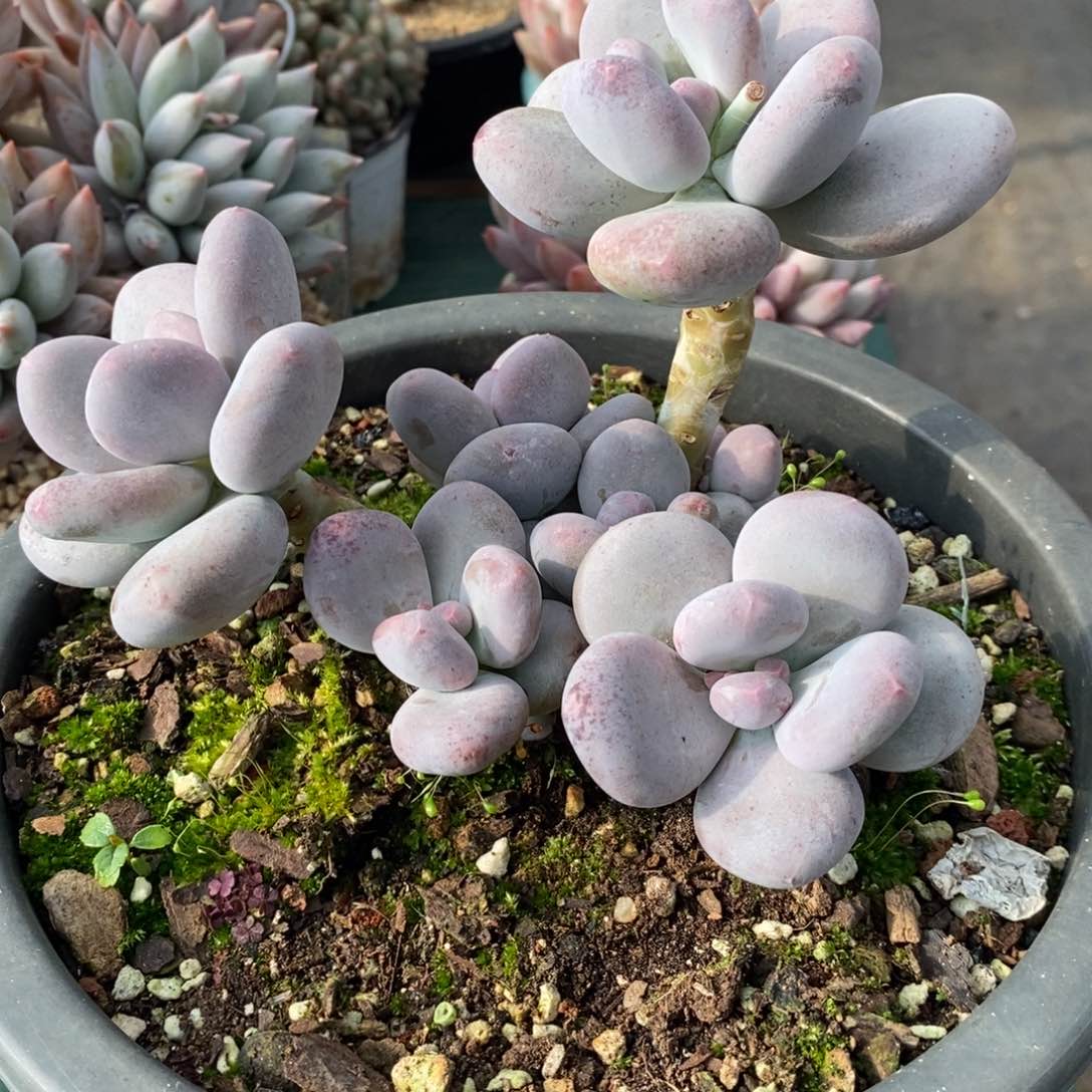 大叶奶酪自然群，123456789