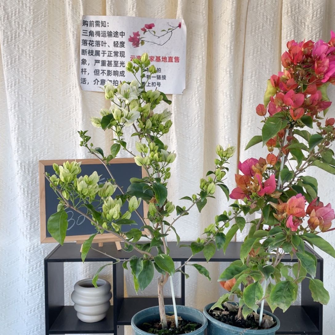 全部花朵阿朱娜+白雪公主