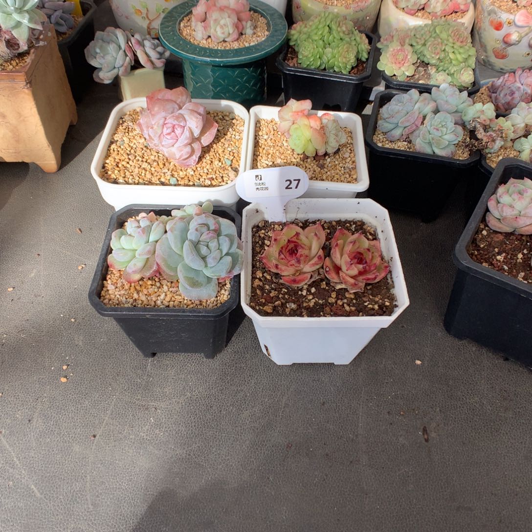 思***、27 思丽扣除198剩396