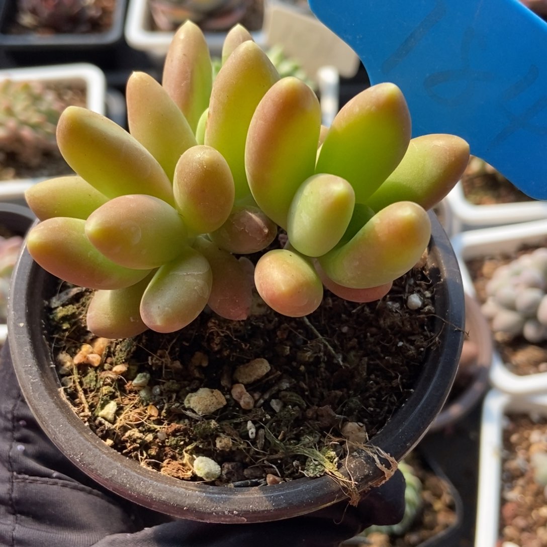 784芒果奶多肉植物保护