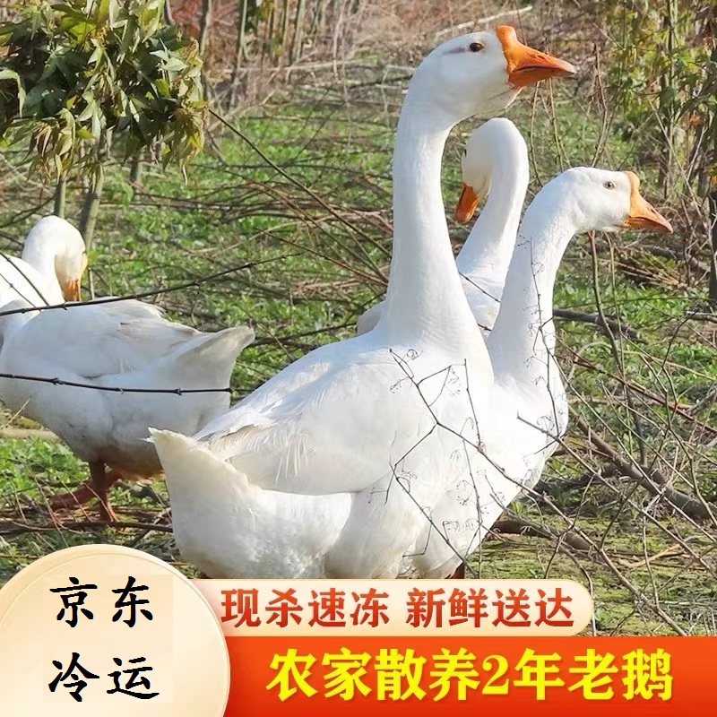 农场散养2年老鹅土鹅肉大白鹅整只现杀冷冻新鲜放养鹅含内脏