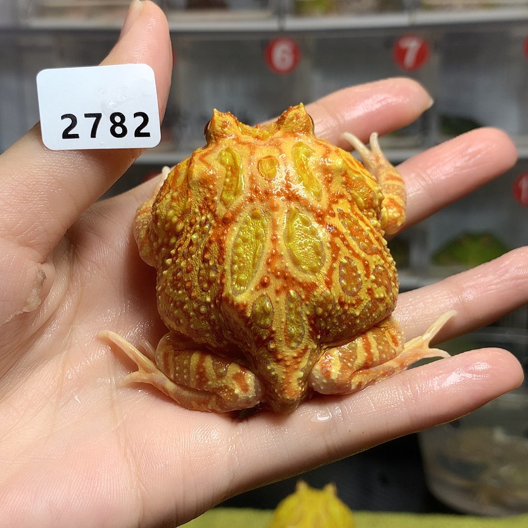 角蛙2782南瓜南瓜