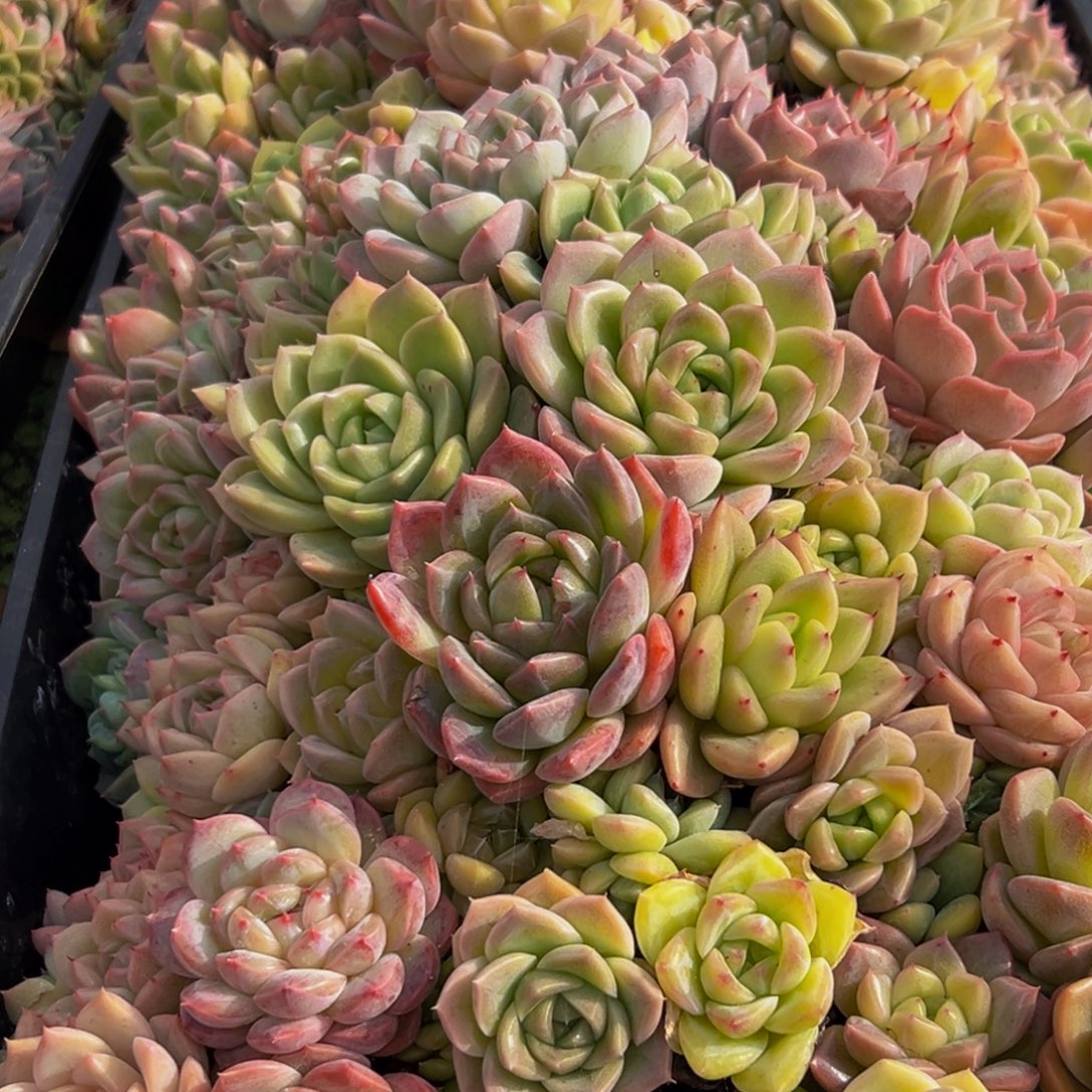 任***遥891多肉葡萄的味道是