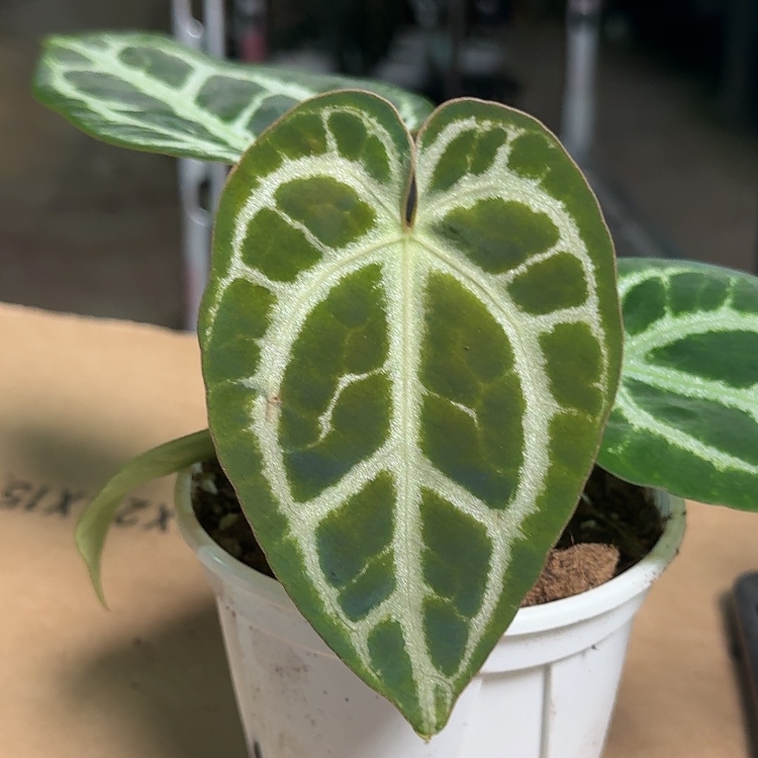 完全开放D52福利花烛小钻石杂