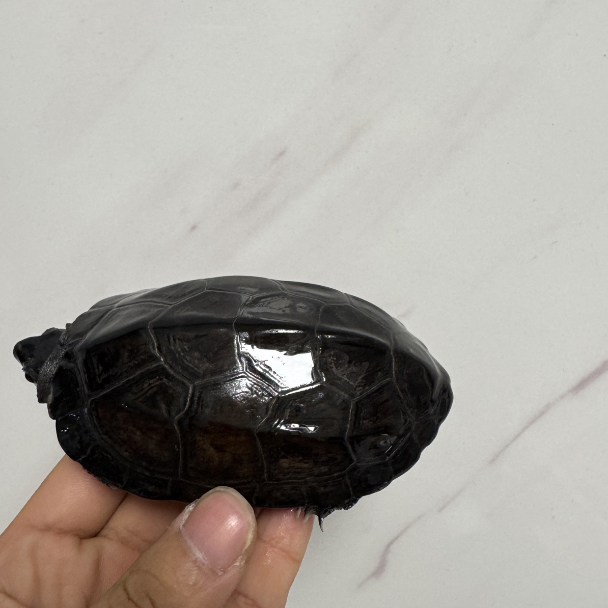 外塘草龟 外塘墨龟