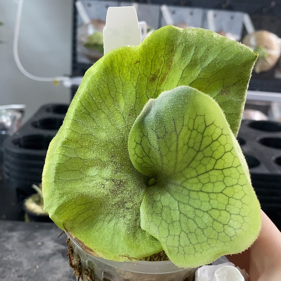 无花朵鹿角蕨巨兽