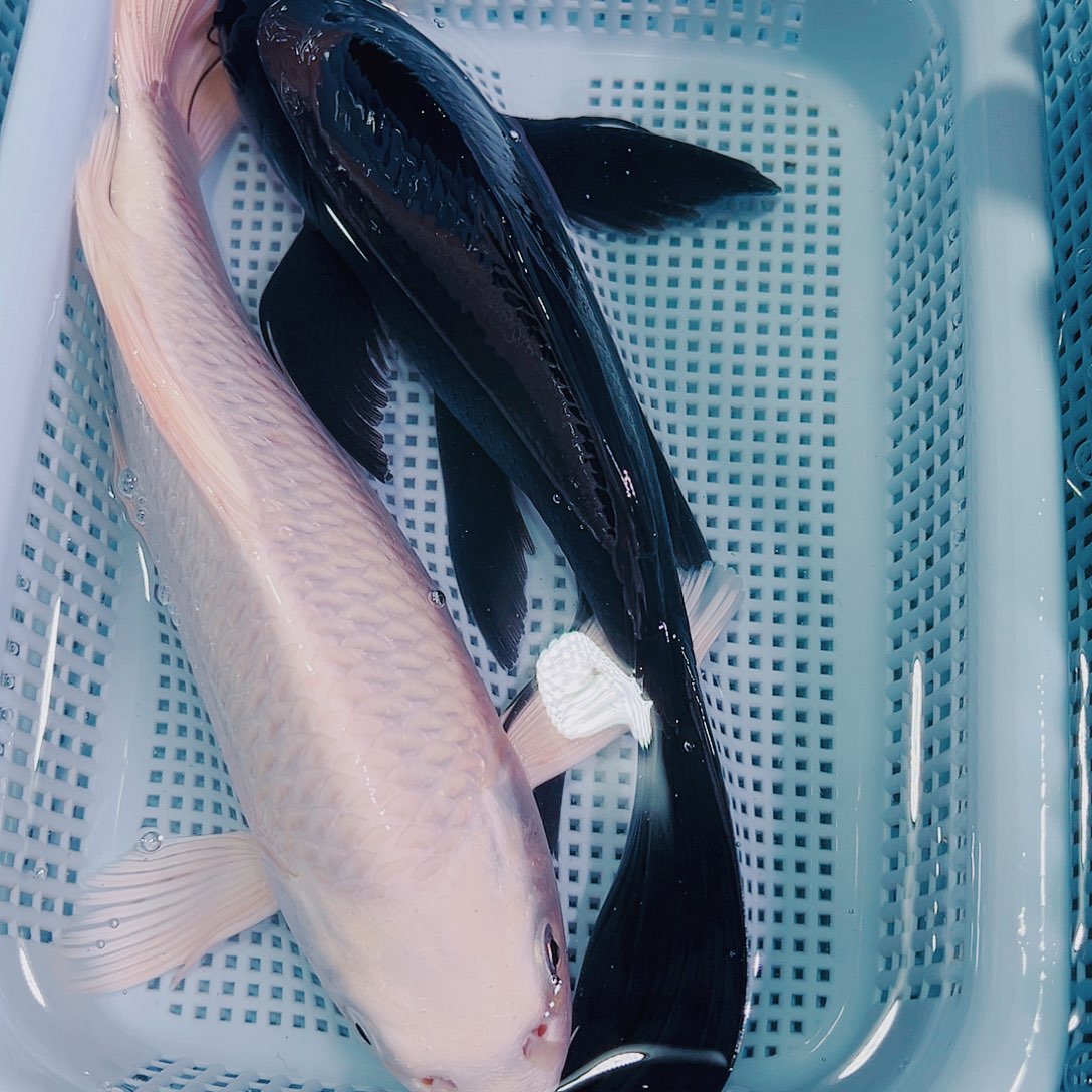 锦鲤锦鲤冷水鱼观赏