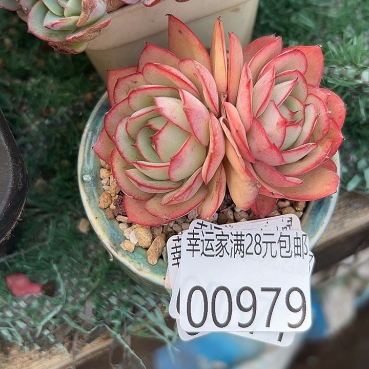 幸运的是我还在努力幸运