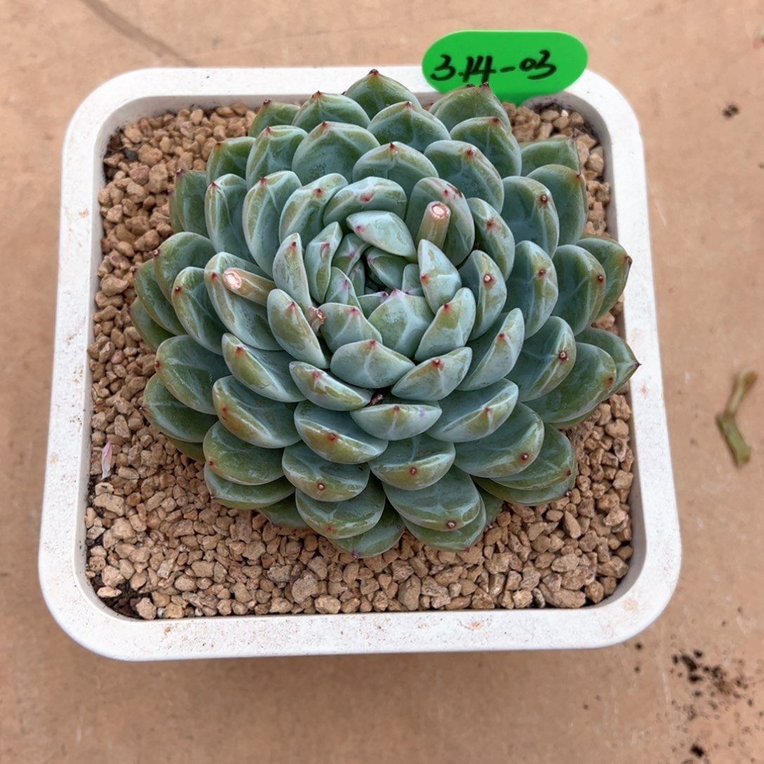 我****吗3.14.03雪花珍妮