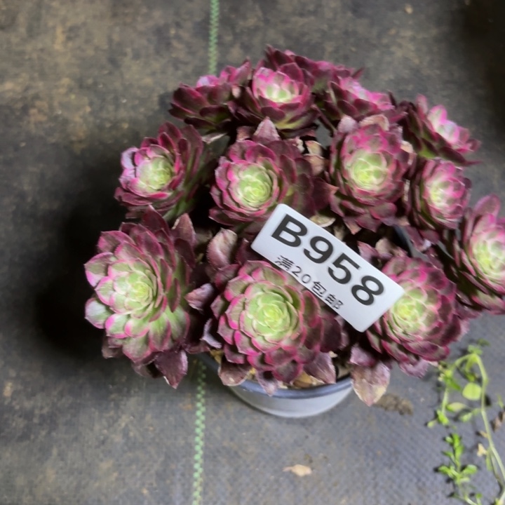 瑞妈一物一拍958