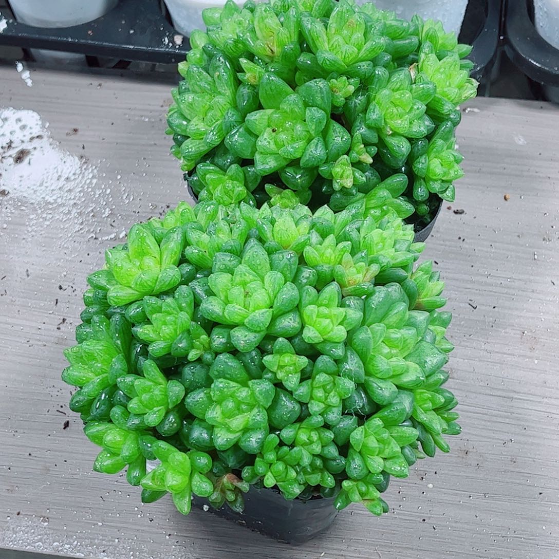 草玉露多肉一勿一拍