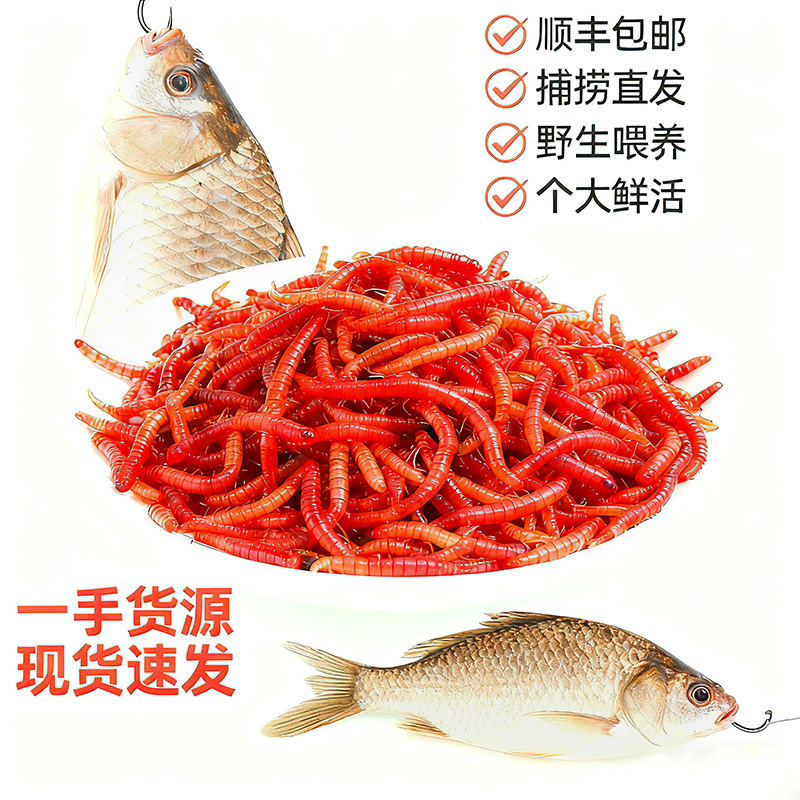 特大新鲜红虫黑头公虫钓鱼活饵喂鱼鱼饵拉饵鲫鱼野钓饵料营养饵