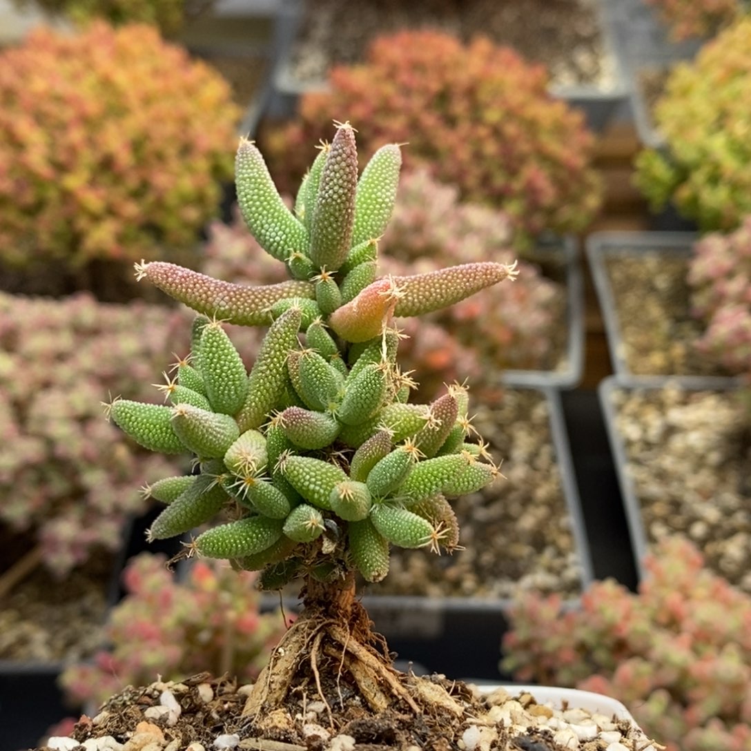 实生玉米5066枝干番杏