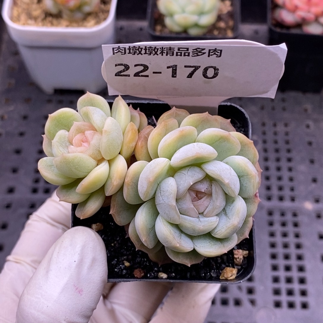 【闪购商品】22-170白恋