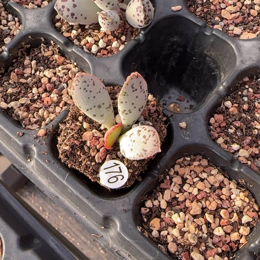 马蛋水泡多肉植物