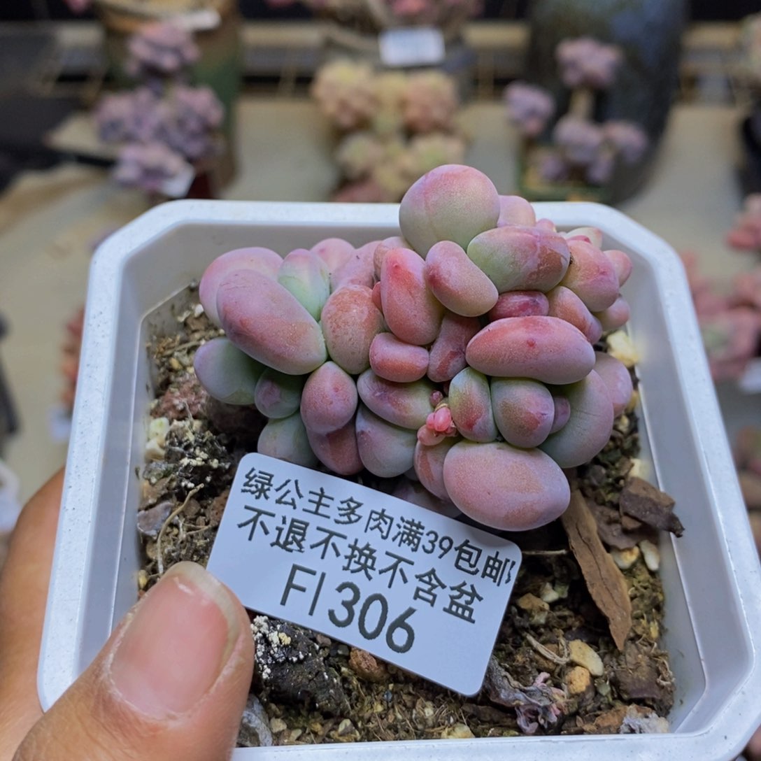 306樱花洛神多肉缀