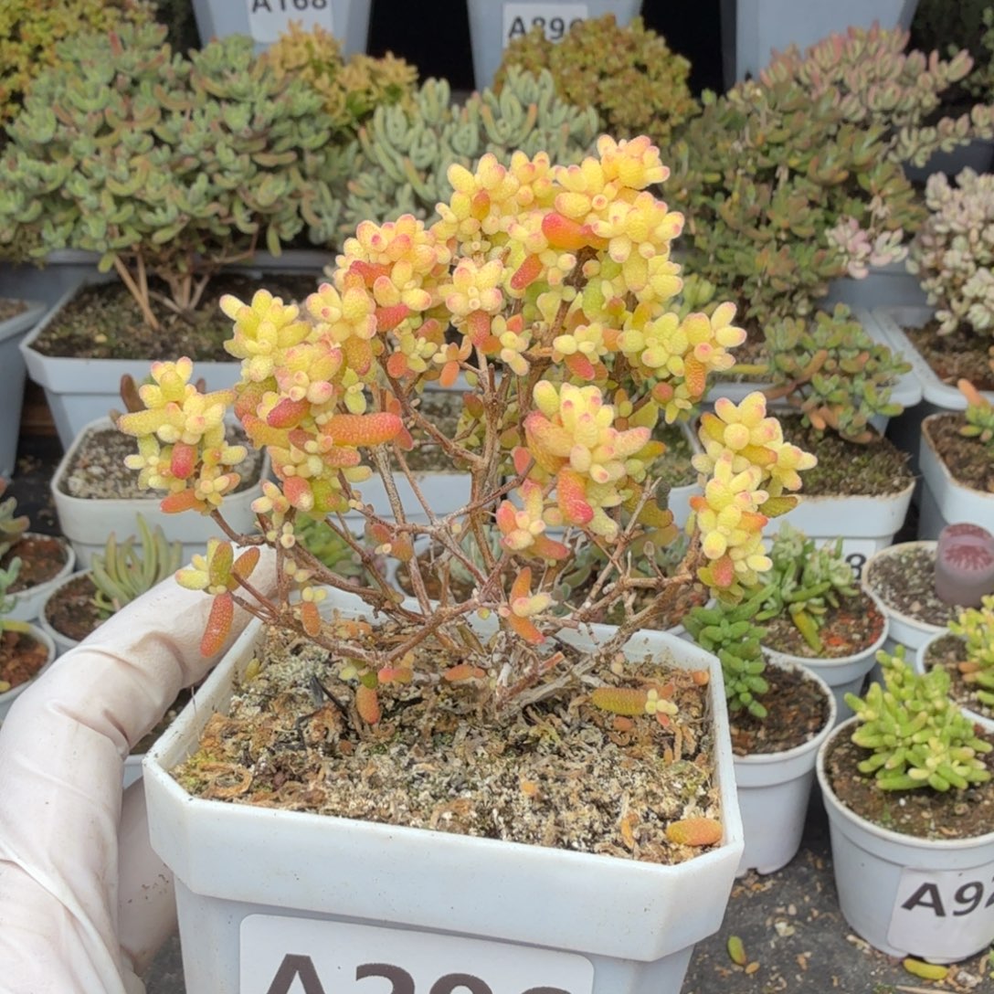 A206糖球3号锦枝干